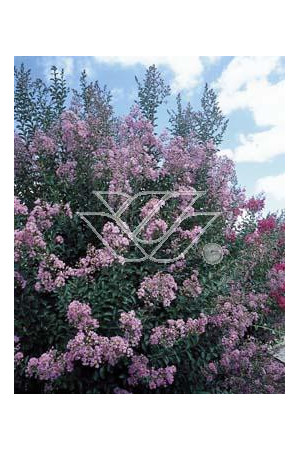 Lagerstroemia indyjska Lagerstroemia indica