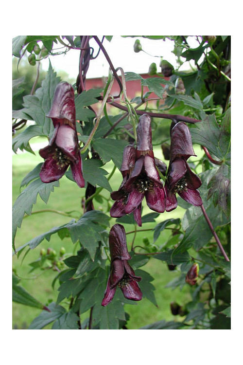 Tojad pnący 'Red Wine' Aconitum hemsleyanum