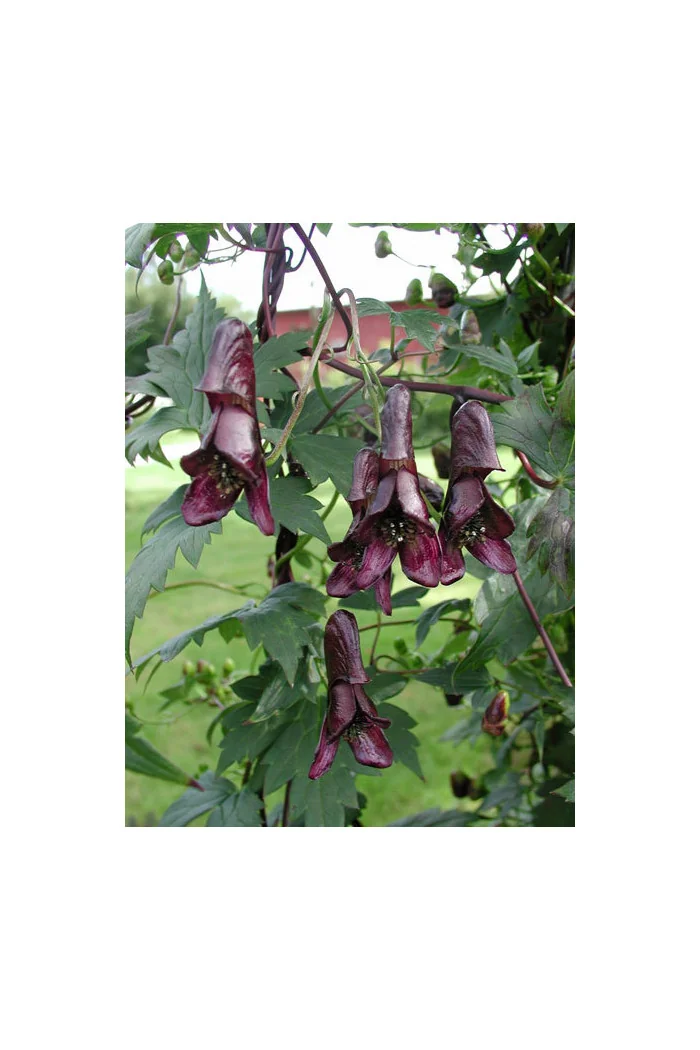 Tojad pnący 'Red Wine' Aconitum hemsleyanum