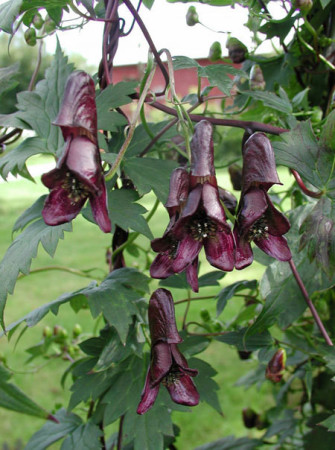 Tojad pnący 'Red Wine' Aconitum hemsleyanum