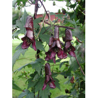 Tojad pnący 'Red Wine' Aconitum hemsleyanum