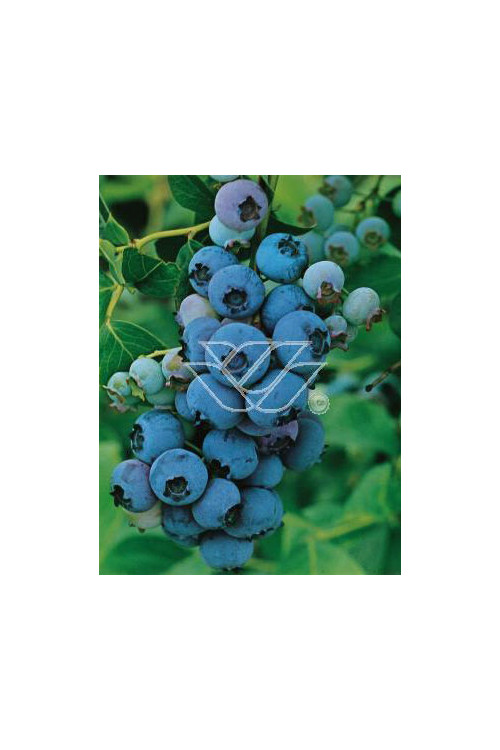 Borówka wysoka (amerykańska) 'Darrow' Vaccinium corymbosum