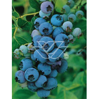 Borówka wysoka (amerykańska) 'Darrow' Vaccinium corymbosum