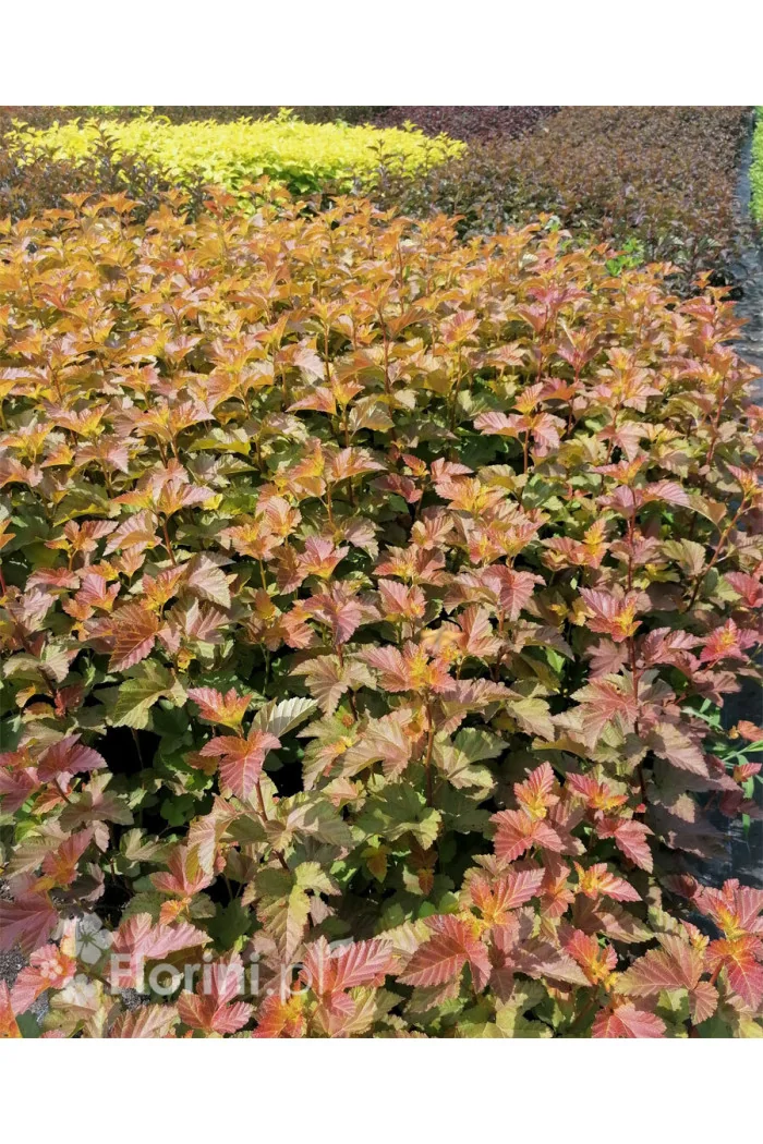 Pęcherznica kalinolistna 'Amber Jubilee' | Physocarpus opulifolius