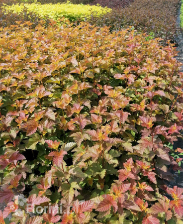 Pęcherznica kalinolistna 'Amber Jubilee' | Physocarpus opulifolius