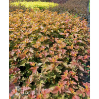 Pęcherznica kalinolistna 'Amber Jubilee' | Physocarpus opulifolius