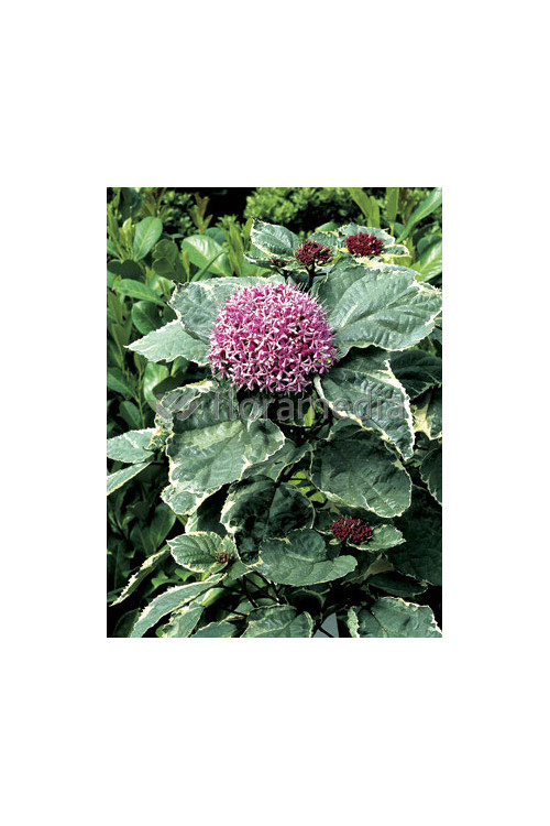 Klerodendron 'Pink Diamond' (Szczęślin Bungiego) Clerodendrum bungei