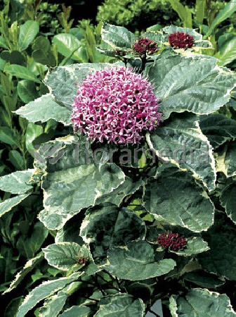 Klerodendron 'Pink Diamond' (Szczęślin Bungiego) Clerodendrum bungei