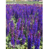 Szałwia omszona 'Caradonna Compact' | Salvia nemorosa