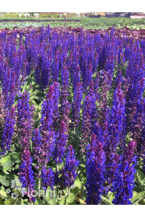 Szałwia omszona 'Caradonna Compact' | Salvia nemorosa