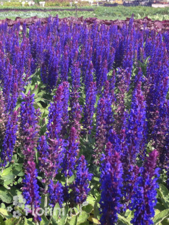 Szałwia omszona 'Caradonna Compact' | Salvia nemorosa
