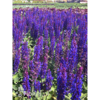 Szałwia omszona 'Caradonna Compact' | Salvia nemorosa