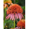 Jeżówka 'Guava Ice' Echinacea