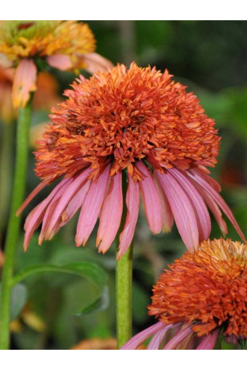 Jeżówka 'Guava Ice' Echinacea