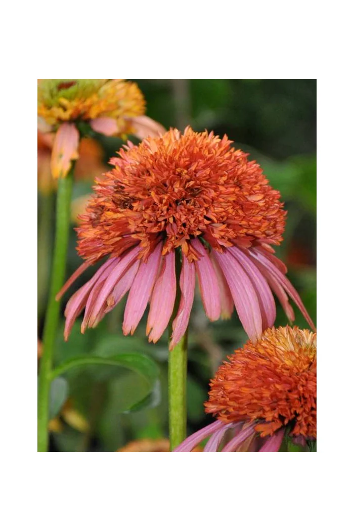 Jeżówka 'Guava Ice' Echinacea