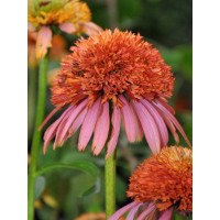 Jeżówka 'Guava Ice' Echinacea