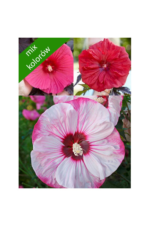 Hibiskus bylinowy (mix kolorów) Hibiscus moscheutos
