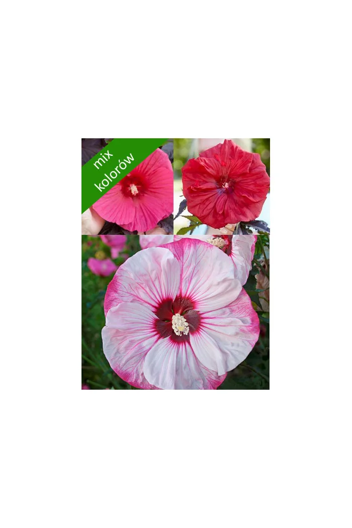 Hibiskus bylinowy (mix kolorów) Hibiscus moscheutos