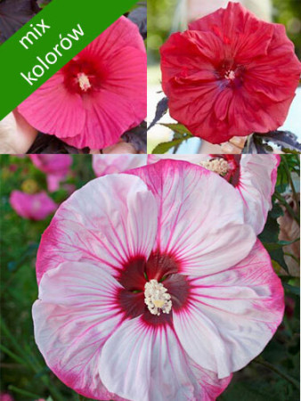 Hibiskus bylinowy (mix kolorów) Hibiscus moscheutos