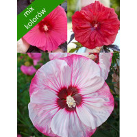 Hibiskus bylinowy (mix kolorów) Hibiscus moscheutos
