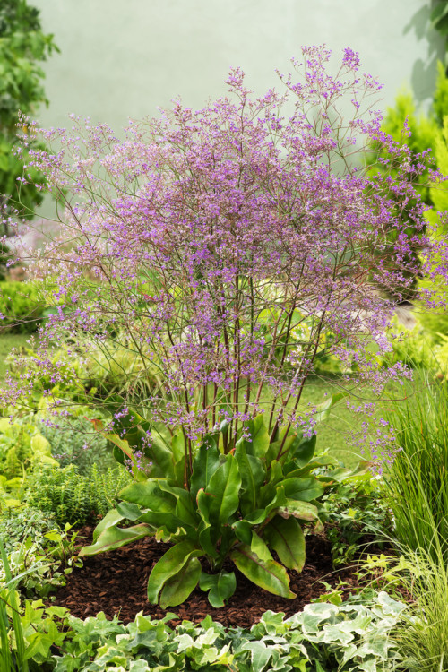 Zatrwian szerokolistny | Limonium latifolium