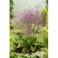 Zatrwian szerokolistny | Limonium latifolium