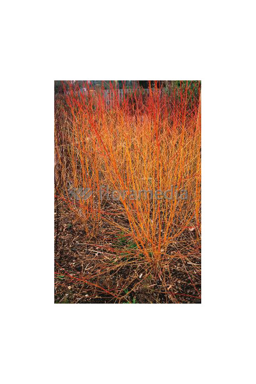 Dereń świdwa 'Midwinter Fire' Cornus sanguinea