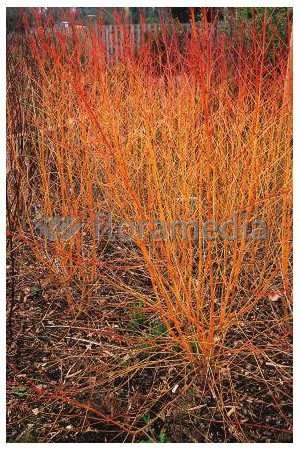 Dereń świdwa 'Midwinter Fire' Cornus sanguinea