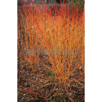Dereń świdwa 'Midwinter Fire' Cornus sanguinea