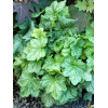 Żurawka 'Mint Julep' Heuchera