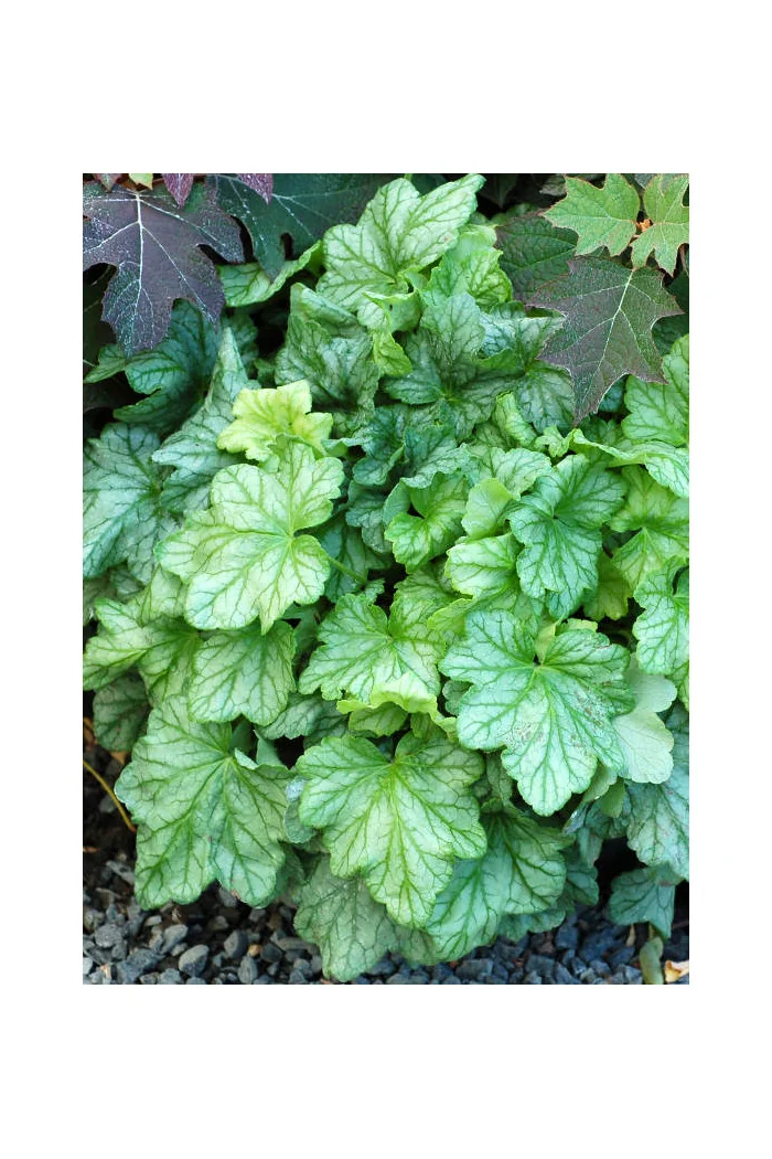 Żurawka 'Mint Julep' Heuchera
