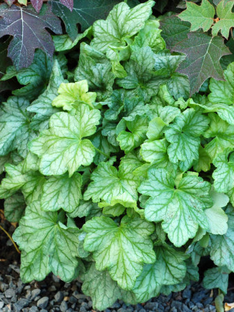 Żurawka 'Mint Julep' Heuchera