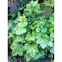 Żurawka 'Mint Julep' Heuchera
