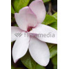 Magnolia 'Jane' Magnolia