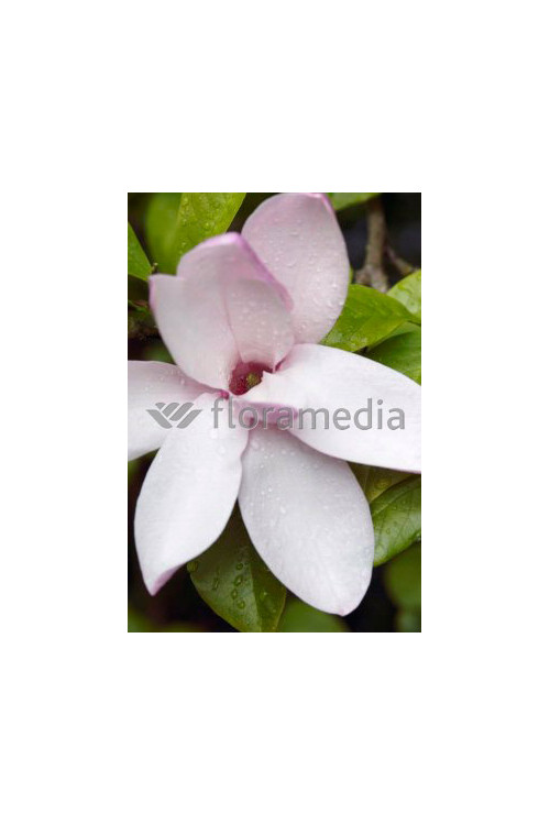Magnolia 'Jane' Magnolia