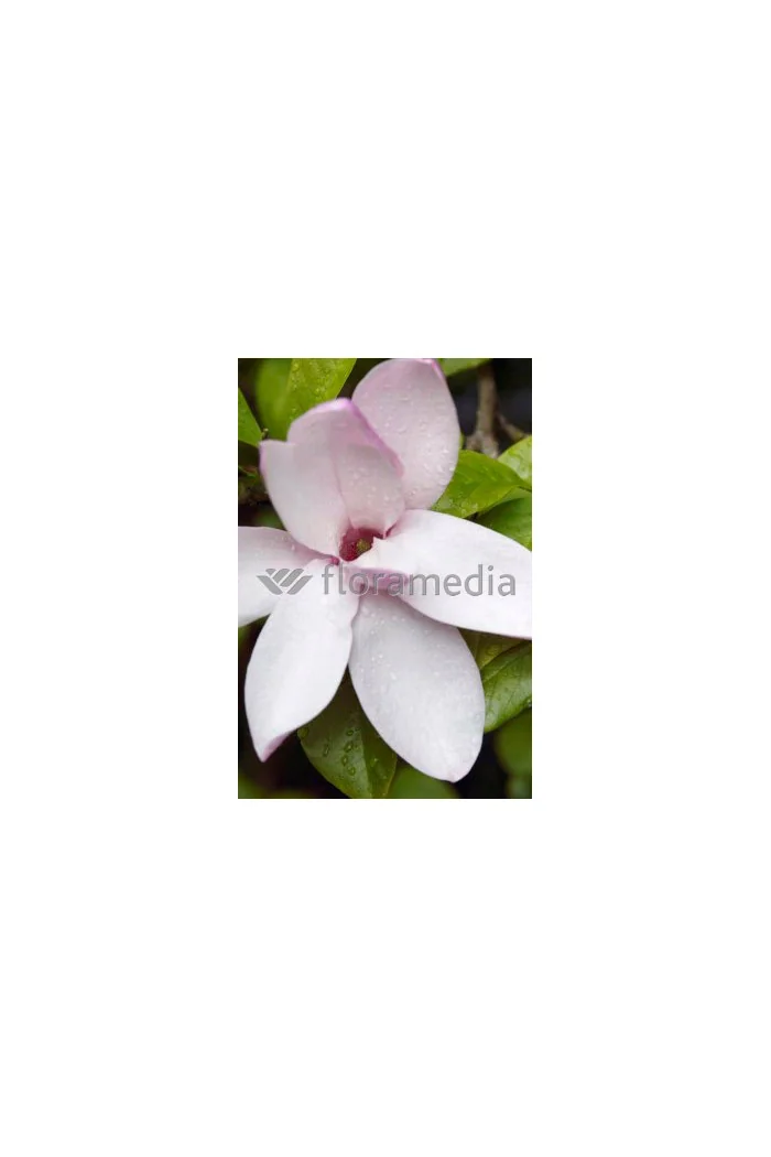 Magnolia 'Jane' Magnolia