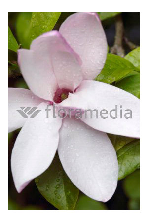 Magnolia 'Jane' Magnolia