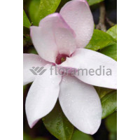 Magnolia 'Jane' Magnolia