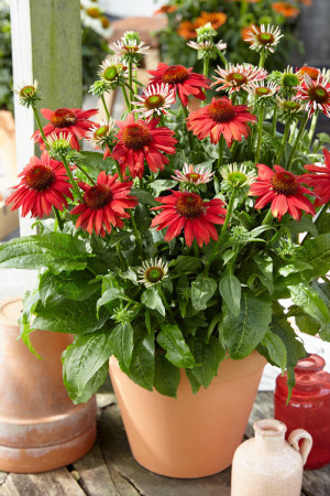 Jeżówka 'Sombrero Salsa Red' | Echinacea