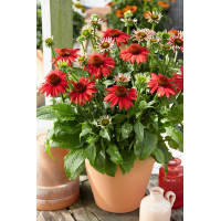 Jeżówka 'Sombrero Salsa Red' | Echinacea