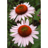 Jeżówka 'Hope' Echinacea