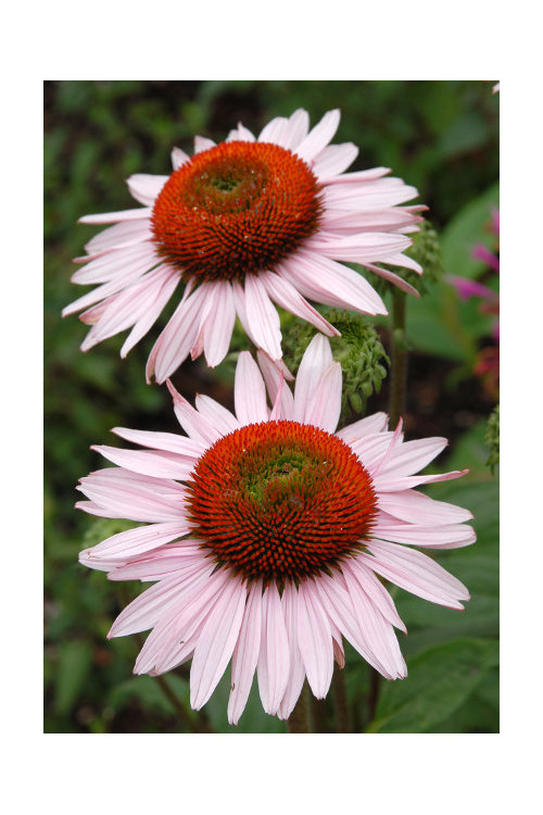 Jeżówka 'Hope' Echinacea
