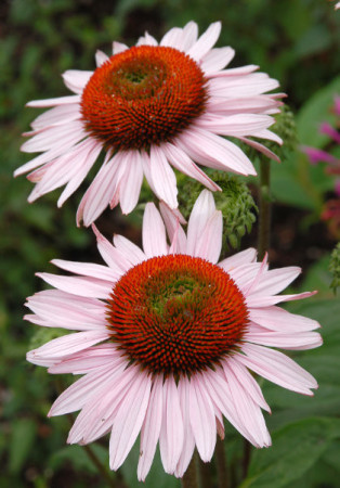 Jeżówka 'Hope' Echinacea