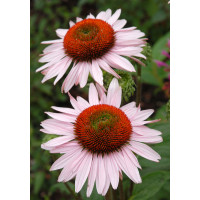 Jeżówka 'Hope' Echinacea