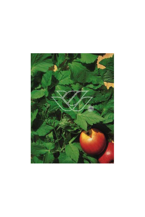 Kryptotenia japońska 'Artopurpurea' Cryptotaenia japonica