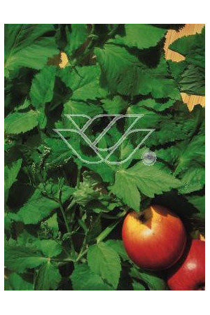 Kryptotenia japońska 'Artopurpurea' Cryptotaenia japonica