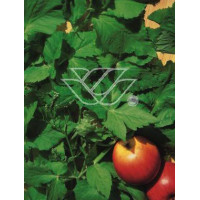 Kryptotenia japońska 'Artopurpurea' Cryptotaenia japonica