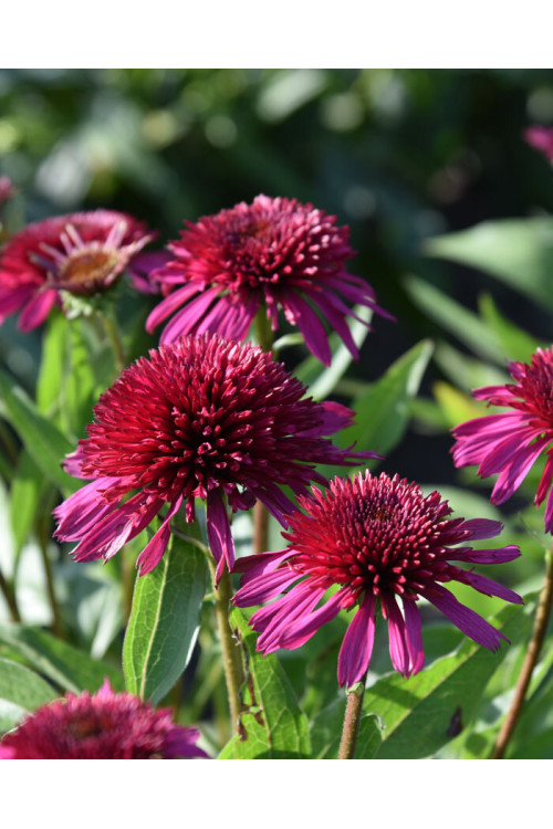 Jeżówka 'Blueberry Cheesecake' | Echinacea