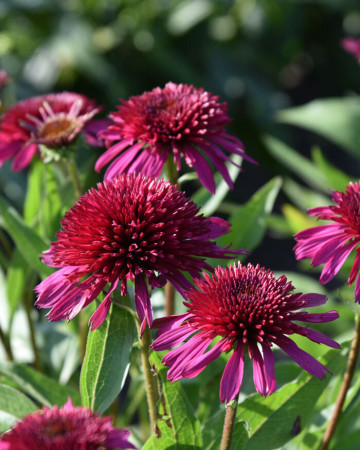 Jeżówka 'Blueberry Cheesecake' | Echinacea