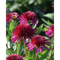 Jeżówka 'Blueberry Cheesecake' | Echinacea
